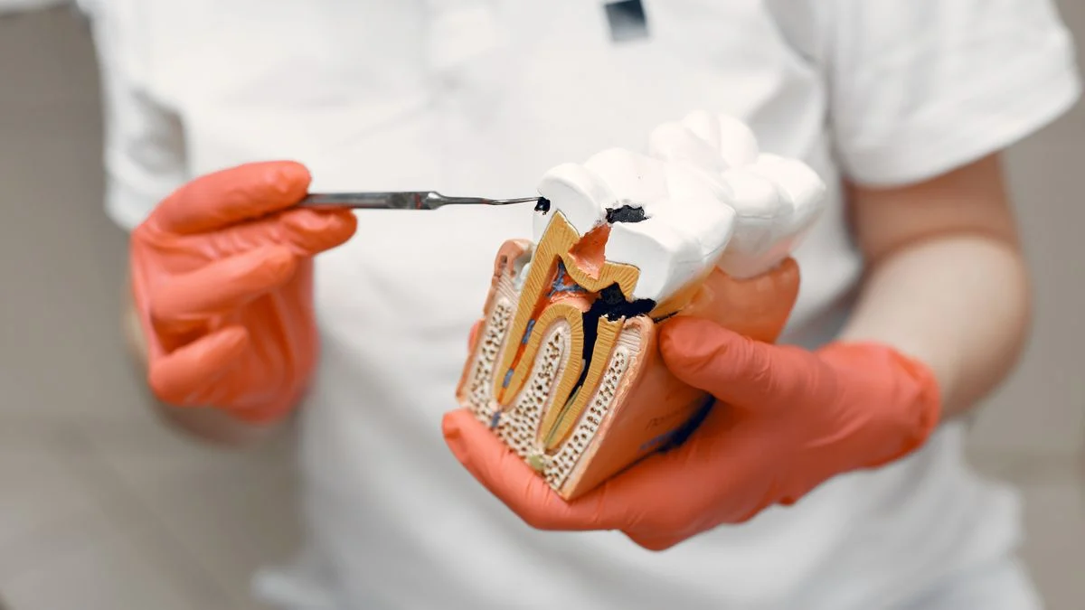 Dentist holding a tooth model and dental tool, representing major work like crowns and root canals